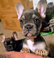 Blueberry 🫐, a female French Bulldog for sale in Aitkin, MN – 2 of 7