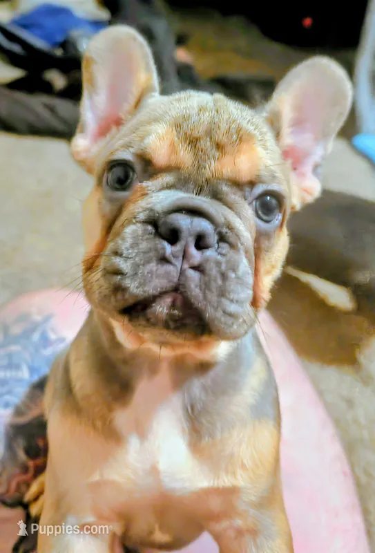 Pipsqueak (Pippy) – French Bulldog puppy for sale in Aitkin, MN
