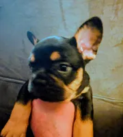 Reese's , a female French Bulldog for sale in Aitkin, MN – 2 of 4