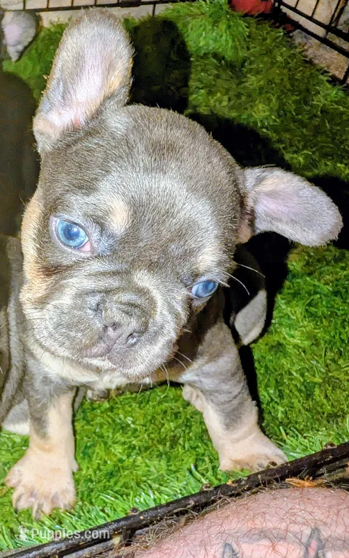 Smurfet – French Bulldog puppy for sale in Aitkin, MN