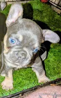 Smurfet, a female French Bulldog for sale in Aitkin, MN – 1 of 2