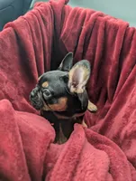 Reese's , a female French Bulldog for sale in Aitkin, MN – 4 of 8