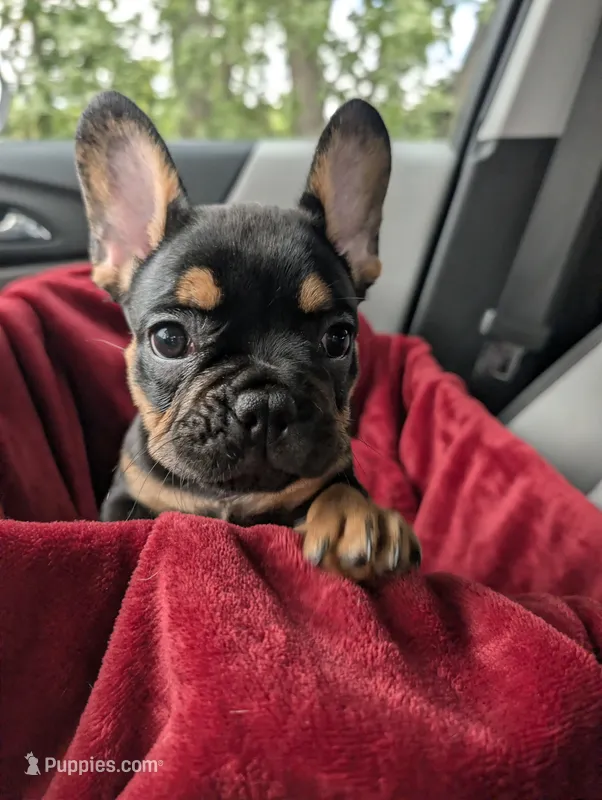 Reese's  – French Bulldog puppy for sale in Aitkin, MN