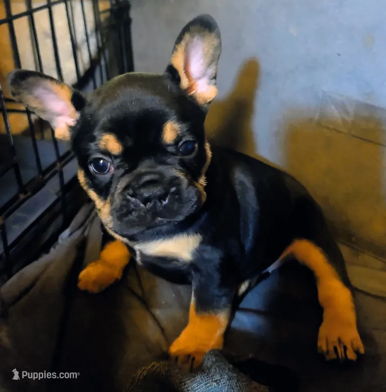 Reese's  – French Bulldog puppy for sale in Aitkin, MN