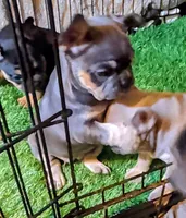 Smurfet, a female French Bulldog for sale in Aitkin, MN – 2 of 2
