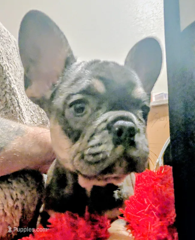 Smurfet – French Bulldog puppy for sale in Aitkin, MN