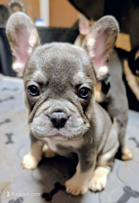 Blueberry 🫐 – French Bulldog puppy for sale in Aitkin, MN