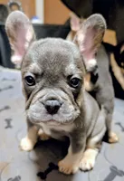 Blueberry 🫐, a female French Bulldog for sale in Aitkin, MN – 1 of 4