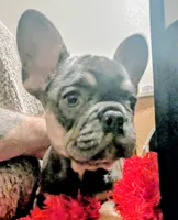 Smurfet, a female French Bulldog for sale in Aitkin, MN – 5 of 5