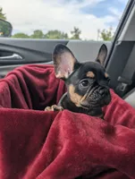 Reese's , a female French Bulldog for sale in Aitkin, MN – 3 of 8