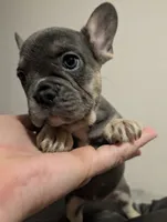 Blueberry 🫐, a female French Bulldog for sale in Aitkin, MN – 4 of 4