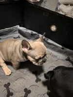 Pipsqueak (Pippy), a female French Bulldog for sale in Aitkin, MN – 3 of 4