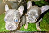 Blueberry 🫐, a female French Bulldog for sale in Aitkin, MN – 3 of 4