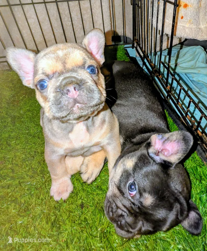 Pipsqueak (Pippy) – French Bulldog puppy for sale in Aitkin, MN
