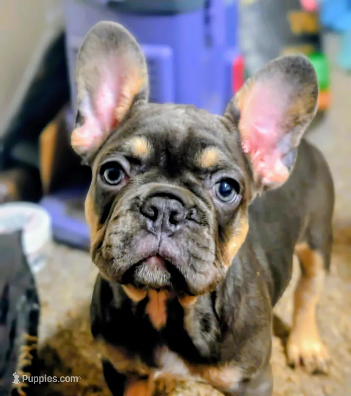 Smurfet – French Bulldog puppy for sale in Aitkin, MN