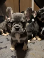 Blueberry 🫐, a female French Bulldog for sale in Aitkin, MN – 2 of 4