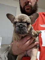 Pipsqueak (Pippy), a female French Bulldog for sale in Aitkin, MN – 4 of 4