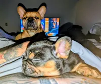 Reese's , a female French Bulldog for sale in Aitkin, MN – 4 of 4