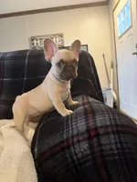Lilly, a female French Bulldog for sale in Mexico, MO – 2 of 4