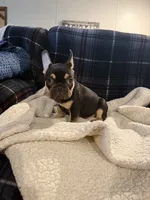 Minnie, a female French Bulldog for sale in Mexico, MO – 3 of 4