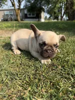 Lilly, a female French Bulldog for sale in Mexico, MO – 4 of 4