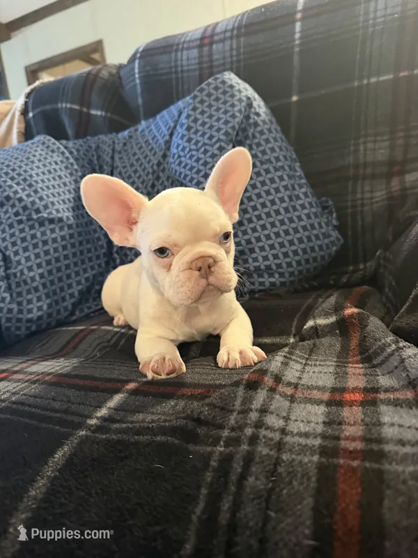 Casper – French Bulldog puppy for sale in Mexico, MO