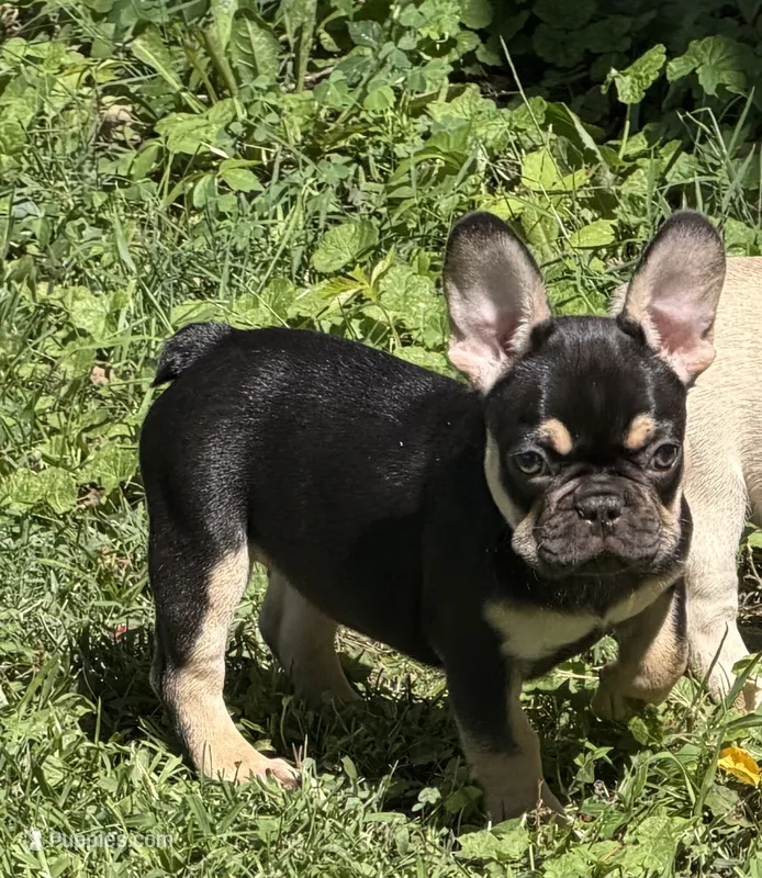 Minnie – French Bulldog puppy for sale in Mexico, MO