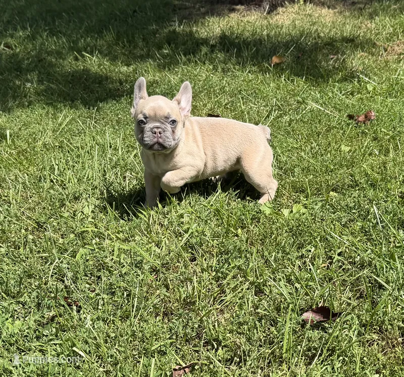 MaeMae – French Bulldog puppy for sale in Mexico, MO