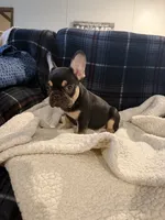 Minnie, a female French Bulldog for sale in Mexico, MO – 2 of 4