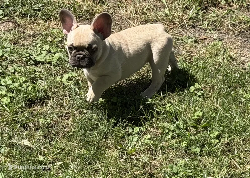 Lilly – French Bulldog puppy for sale in Mexico, MO