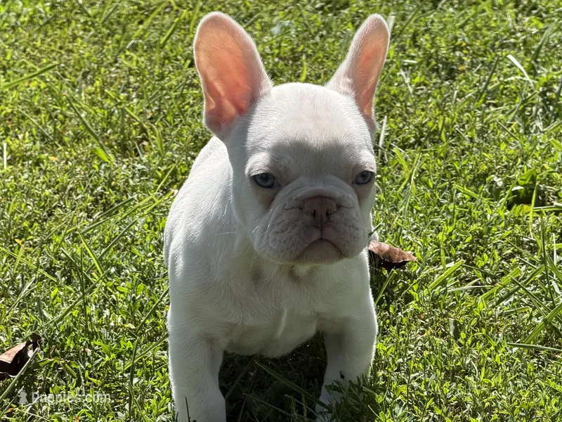 Casper – French Bulldog puppy for sale in Mexico, MO
