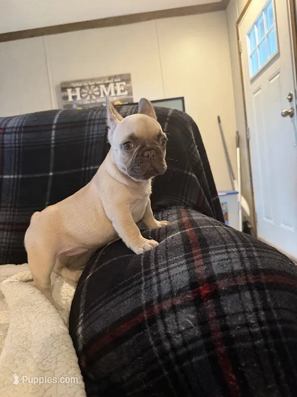 Lilly – French Bulldog puppy for sale in Mexico, MO