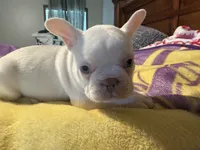 Casper, a male French Bulldog for sale in Mexico, MO – 5 of 6