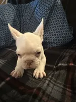 Casper, a male French Bulldog for sale in Mexico, MO – 2 of 6