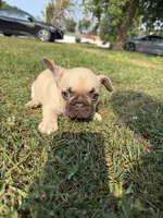 Lilly, a female French Bulldog for sale in Mexico, MO – 3 of 4