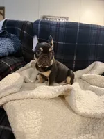 Minnie, a female French Bulldog for sale in Mexico, MO – 1 of 4