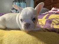 Casper, a male French Bulldog for sale in Mexico, MO – 4 of 6
