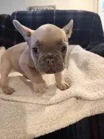 MaeMae, a female French Bulldog for sale in Mexico, MO – 4 of 6