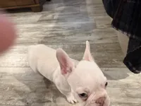 Casper, a male French Bulldog for sale in Mexico, MO – 6 of 6