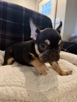 Minnie, a female French Bulldog for sale in Mexico, MO – 4 of 4