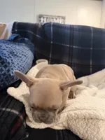 MaeMae, a female French Bulldog for sale in Mexico, MO – 2 of 6