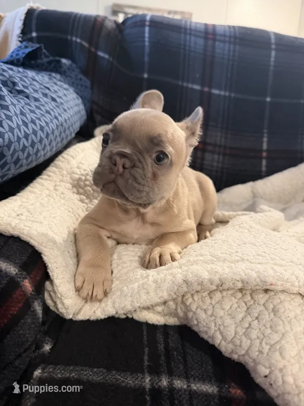 MaeMae – French Bulldog puppy for sale in Mexico, MO