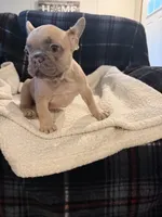 MaeMae, a female French Bulldog for sale in Mexico, MO – 6 of 6