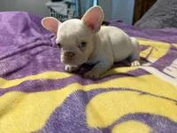 Casper, a male French Bulldog for sale in Mexico, MO – 3 of 6