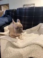 MaeMae, a female French Bulldog for sale in Mexico, MO – 3 of 6