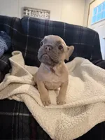MaeMae, a female French Bulldog for sale in Mexico, MO – 5 of 6