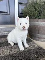 Sean, a male Siberian Husky for sale in Hagerstown, MD – 3 of 4