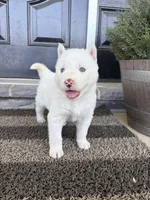Sean, a male Siberian Husky for sale in Hagerstown, MD – 2 of 4
