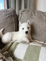 Lulu, a female Siberian Husky for sale in Hagerstown, MD – 4 of 7