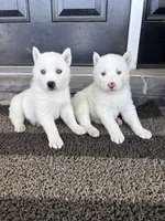 Sean, a male Siberian Husky for sale in Hagerstown, MD – 4 of 4